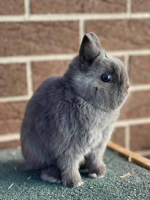 侏儒兔好养吗
