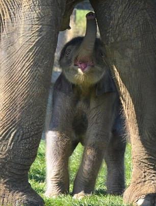 大象怀孕多久分娩