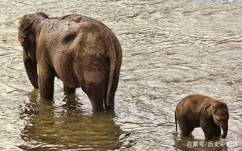 大象怀孕多久时间