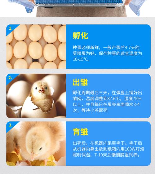 孵化机多少温度出的是小公鸡