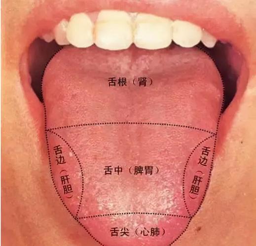 正常的舌头图片