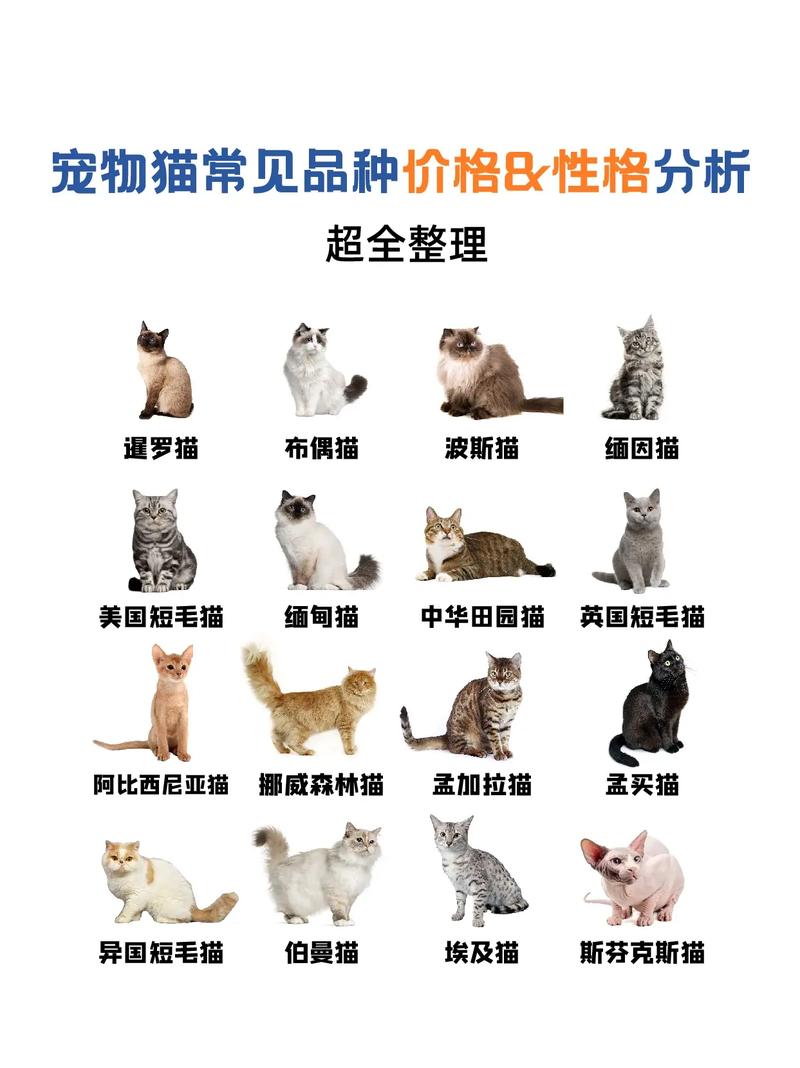 猫品种排行榜10强