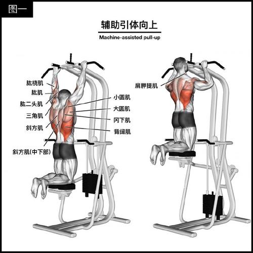 背部肌肉锻炼方法图解